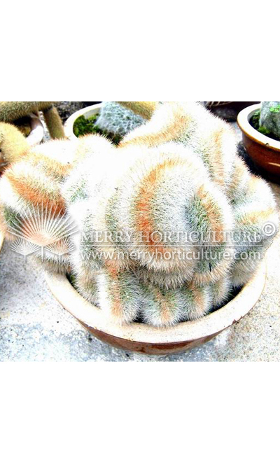 Cactus spp 3